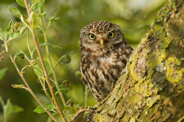 Xanthomas in Birds - Symptoms, Causes, Diagnosis, Treatment, Recovery, Management, Cost