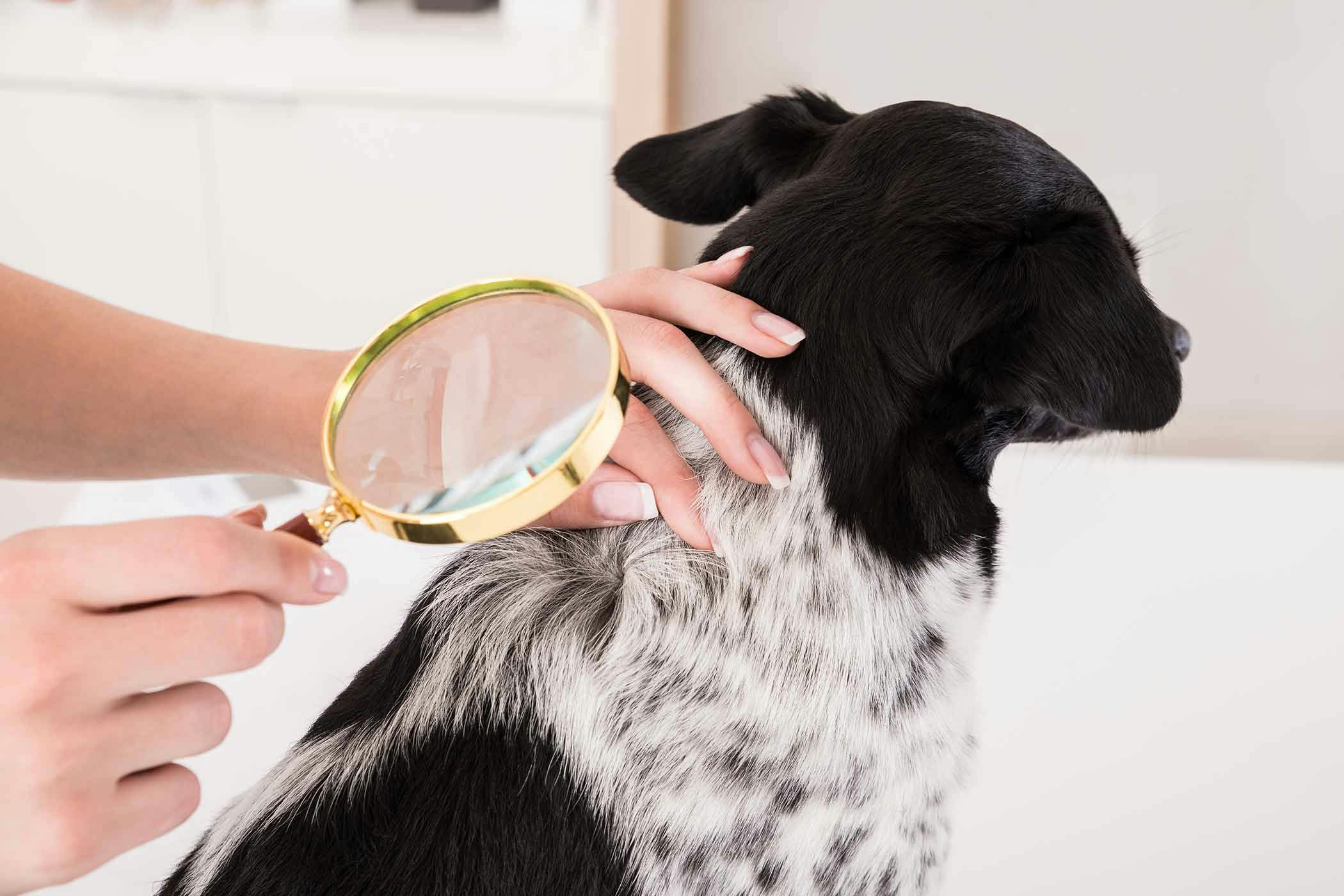 Abnormal Skin Formation in Dogs - Symptoms, Causes, Diagnosis, Treatment,  Recovery, Management, Cost