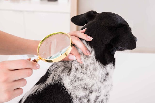 Abnormal Skin Formation in Dogs - Symptoms, Causes, Diagnosis, Treatment, Recovery, Management, Cost