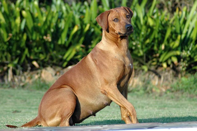 Abortion In Dogs Symptoms Causes Diagnosis Treatment Recovery Management Cost Abortion In Dogs Symptoms Causes Diagnosis Treatment Recovery Management Cost