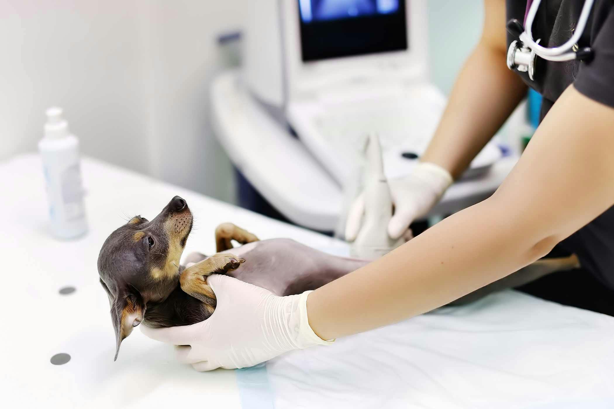 Acupressure in Dogs - Procedure, Efficacy, Recovery, Prevention, Cost