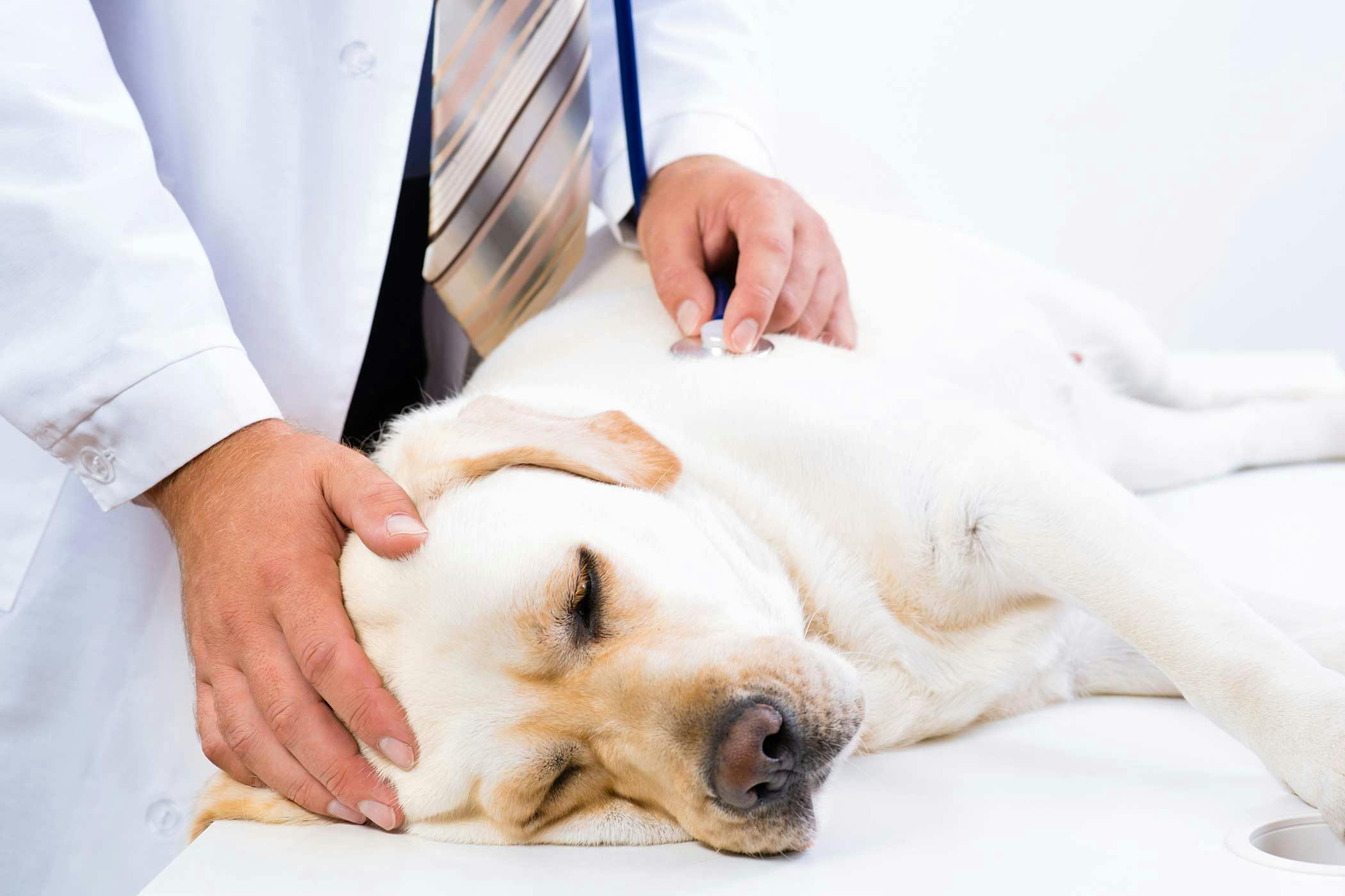 can a undrained anal gland on a dog cause illness