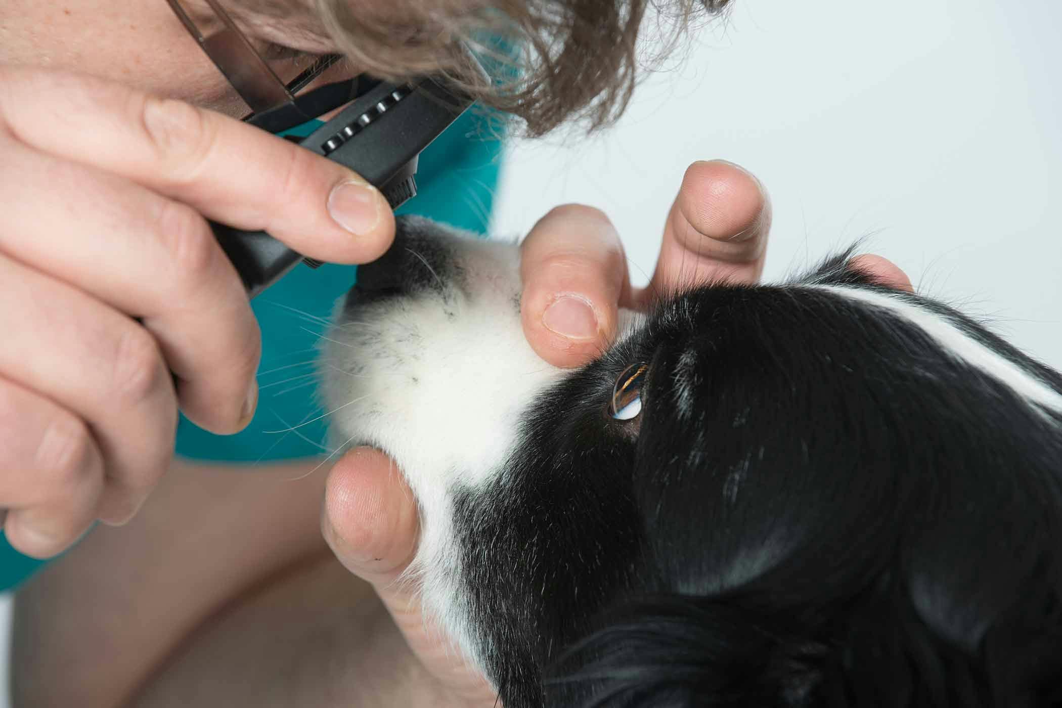 Anisocoria in Dogs Symptoms, Causes, Diagnosis, Treatment, Recovery