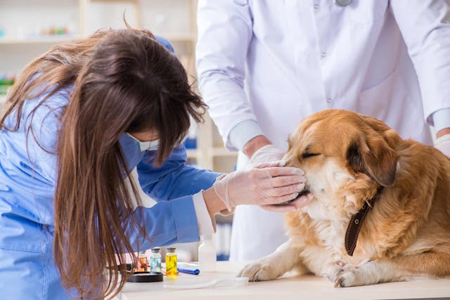 Aromatherapy in Dogs - Conditions Treated, Procedure, Efficacy, Recovery, Cost, Considerations, Prevention
