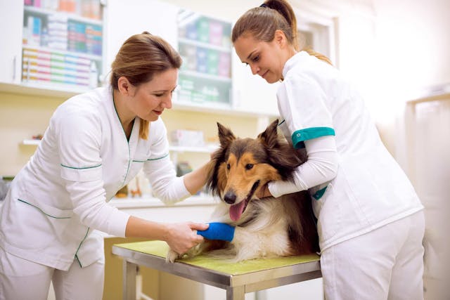 Athletic Injuries in Dogs - Symptoms, Causes, Diagnosis, Treatment, Recovery, Management, Cost