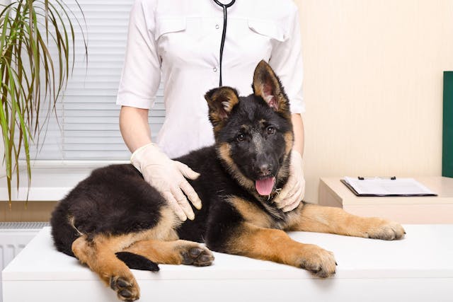 Back Leg Weakness in Dogs - Symptoms, Causes, Diagnosis, Treatment, Recovery, Management, Cost