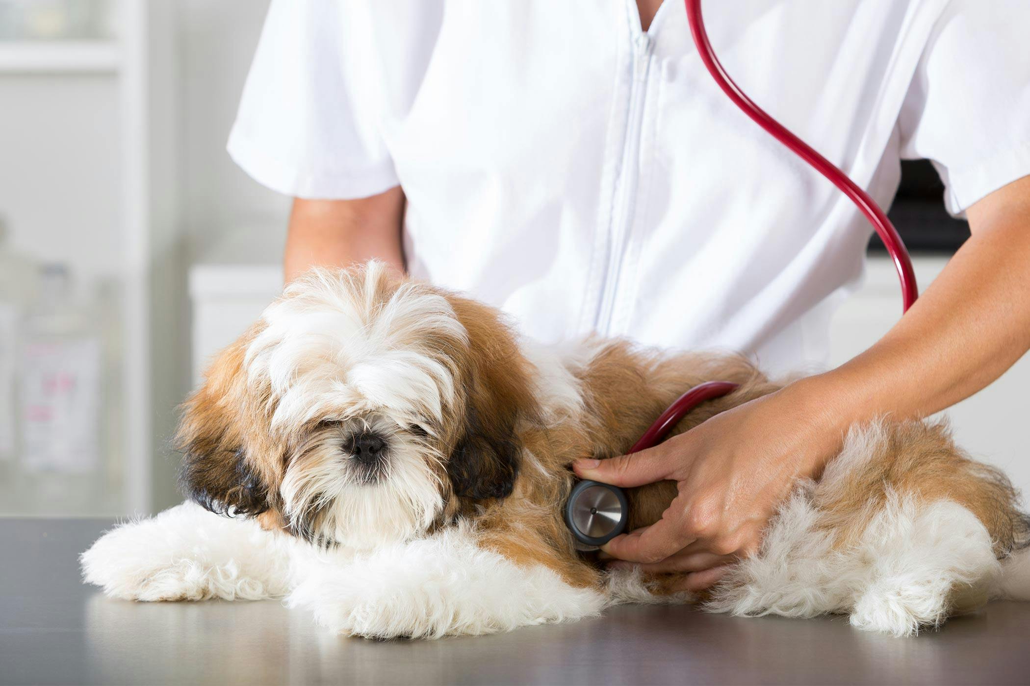 can a bacterial infection cause anemia in dogs