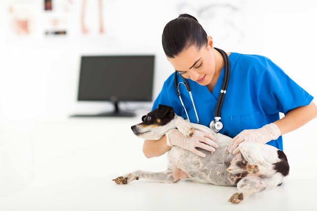 what causes bacterial skin infections in dogs