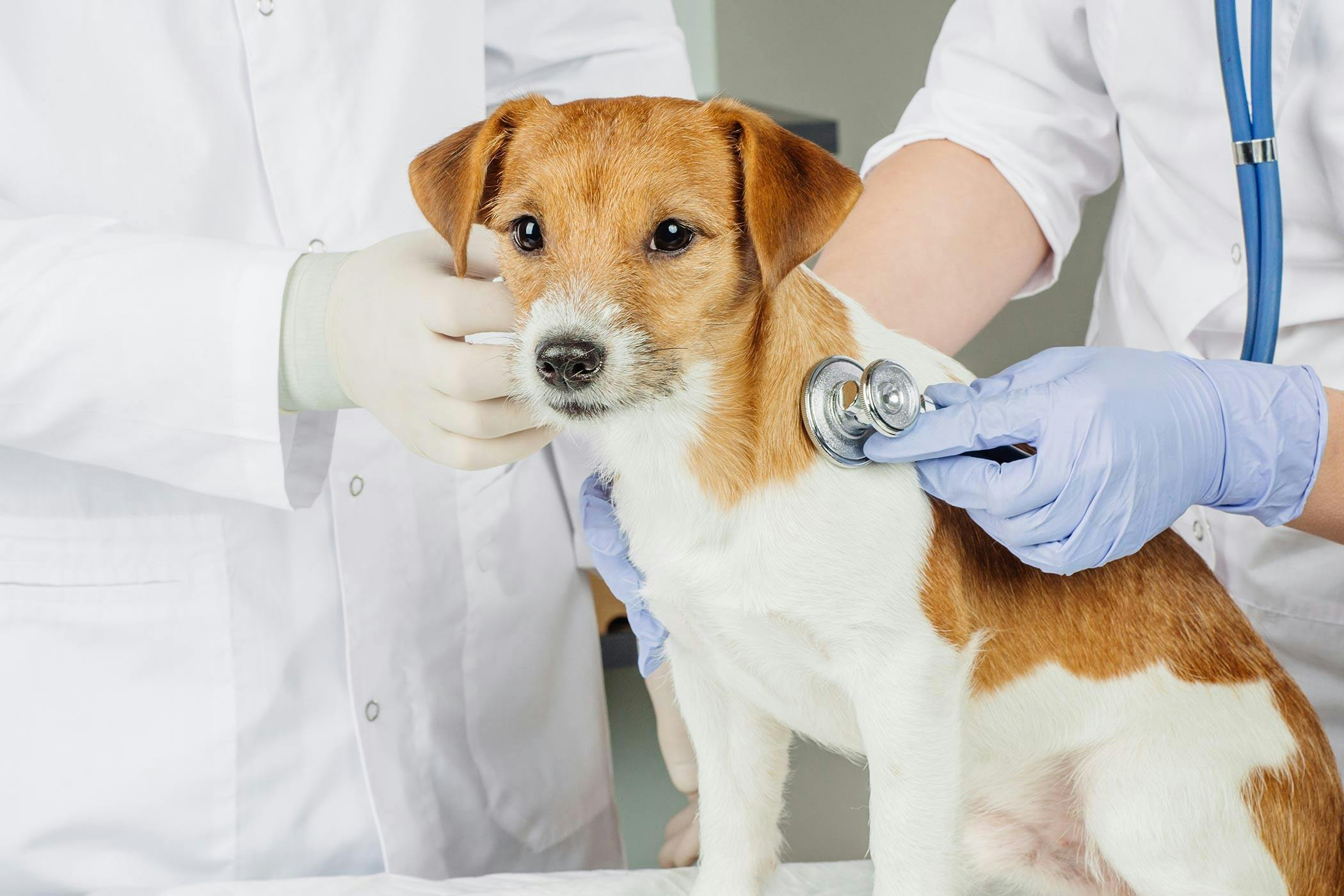 Chronic Inflammation of the Anus in Dogs - Symptoms, Causes, Diagnosis ...