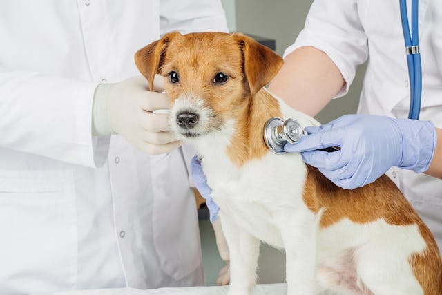 Chronic Inflammation of the Anus in Dogs - Symptoms, Causes, Diagnosis, Treatment, Recovery, Management, Cost