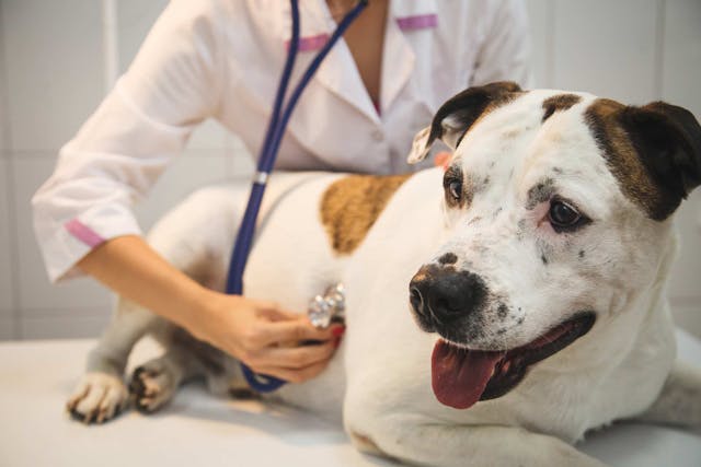 Conditions Due to Abnormal Secretions from a Tumor in Dogs - Symptoms, Causes, Diagnosis, Treatment, Recovery, Management, Cost