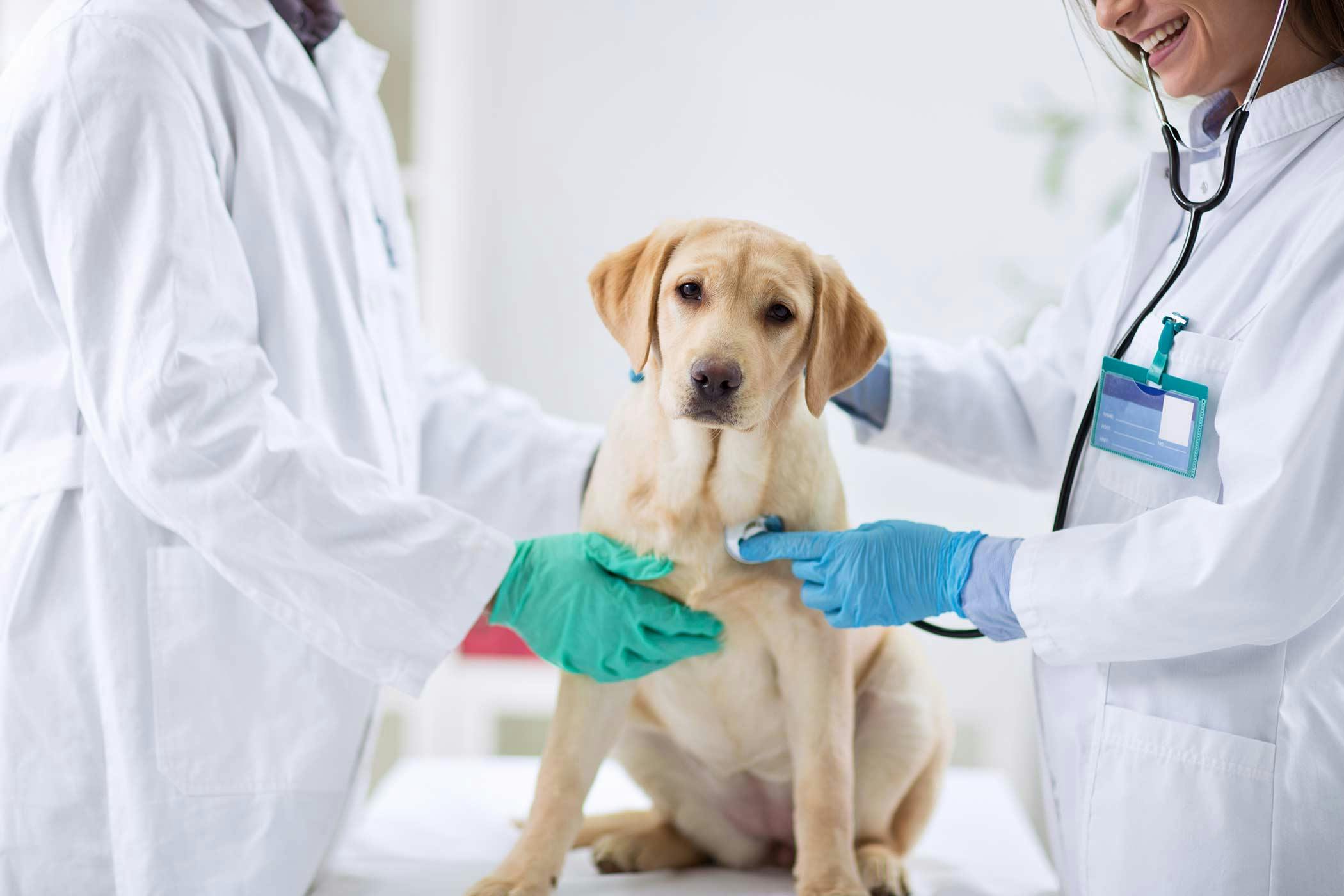 how much does lymphoma treatment in dogs cost