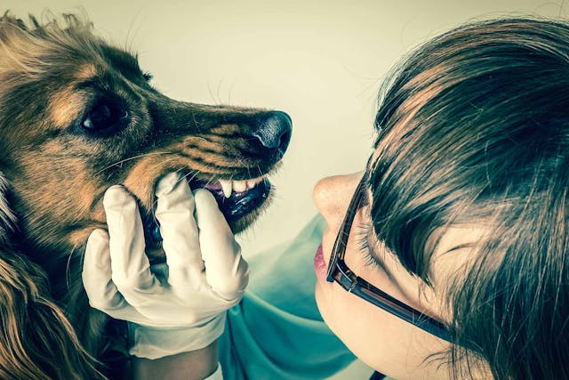Dental Plaque Accumulation in Dogs - Symptoms, Causes, Diagnosis, Treatment, Recovery, Management, Cost