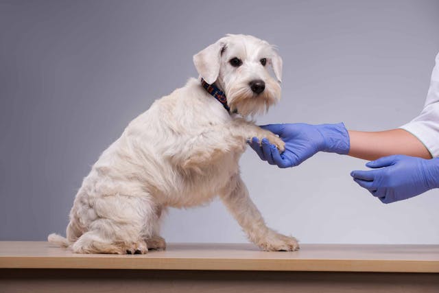 Digital Tumors in Dogs - Symptoms, Causes, Diagnosis, Treatment, Recovery, Management, Cost