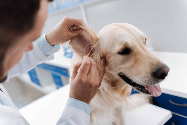 Diseases of the Pinnae in Dogs - Symptoms, Causes, Diagnosis, Treatment, Recovery, Management, Cost