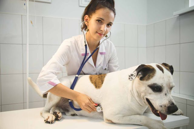 Electrocautery Surgery for Pets at Fern Creek Medical Center