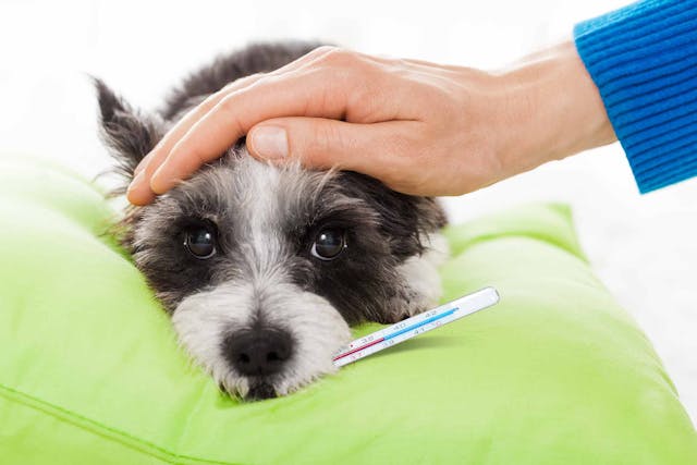 Elokomin Fluke Fever in Dogs - Symptoms, Causes, Diagnosis, Treatment, Recovery, Management, Cost