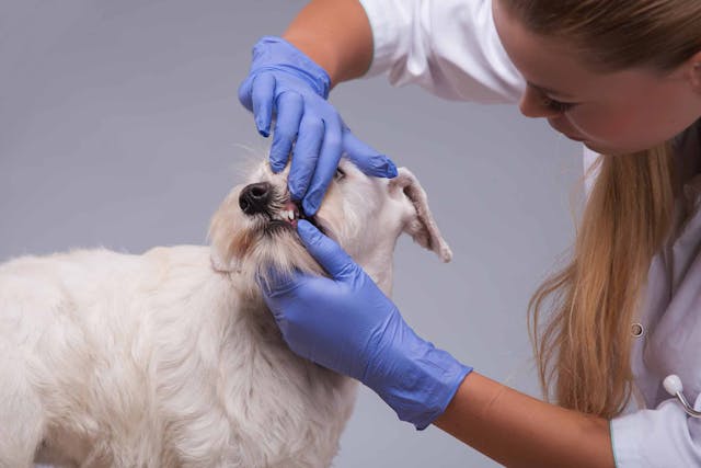 Endodontic Disease in Dogs - Symptoms, Causes, Diagnosis, Treatment, Recovery, Management, Cost