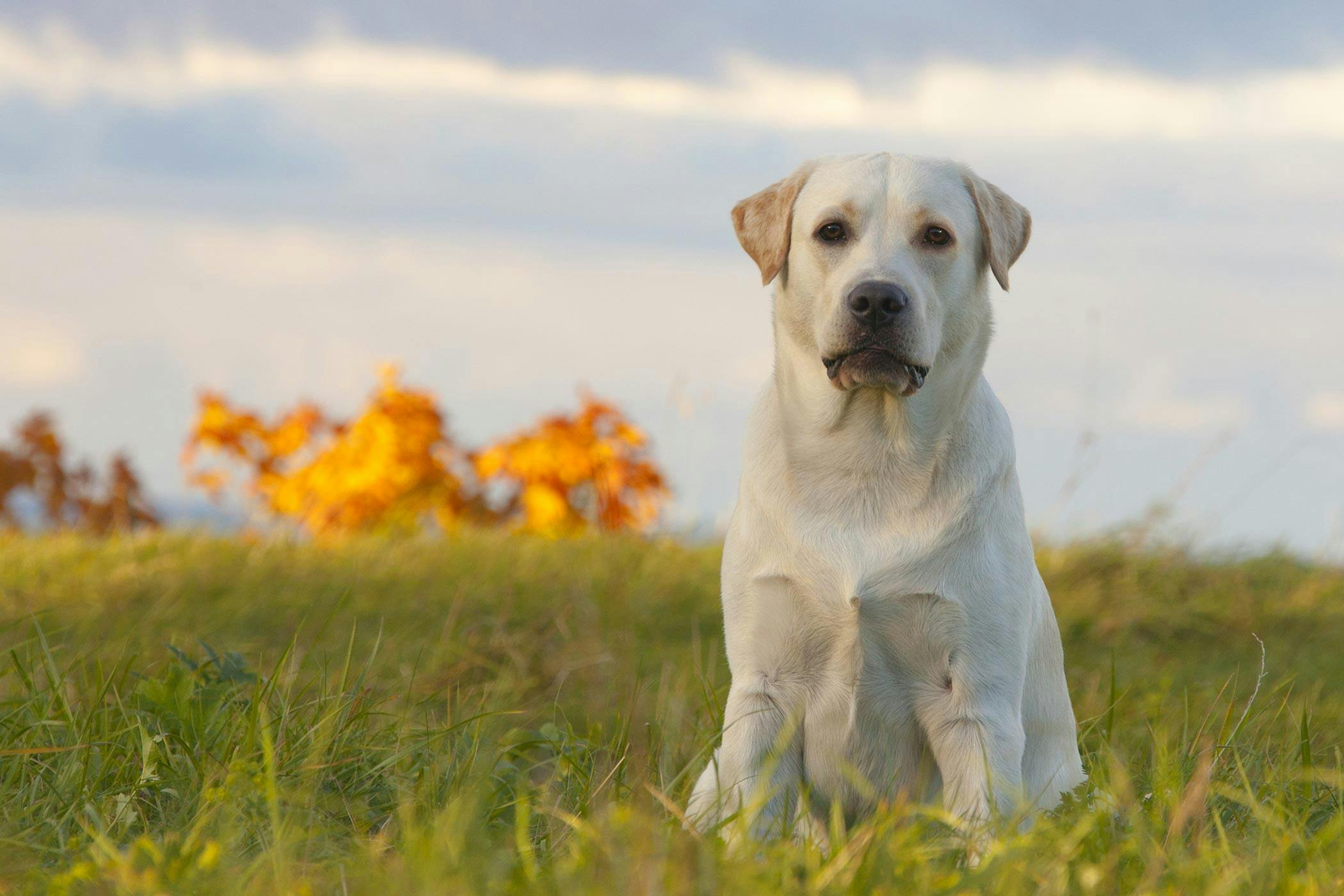 Understanding Vitamin B and its Role in Your Dog's Health