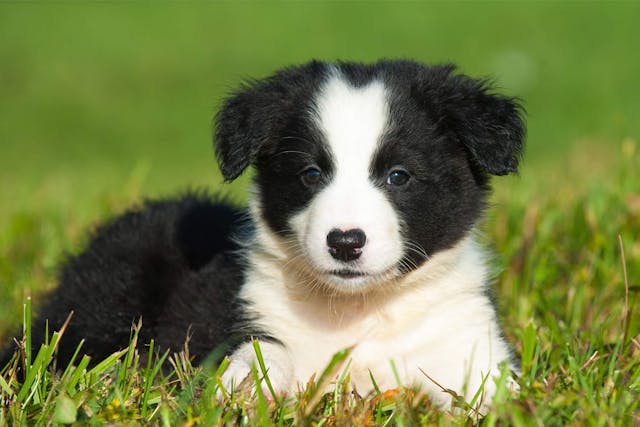 Failure to Thrive (Collie) in Dogs - Symptoms, Causes, Diagnosis, Treatment, Recovery, Management, Cost