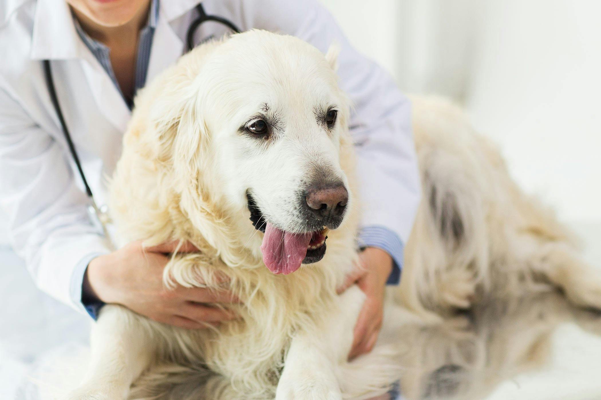 what causes fluid around the heart in dogs