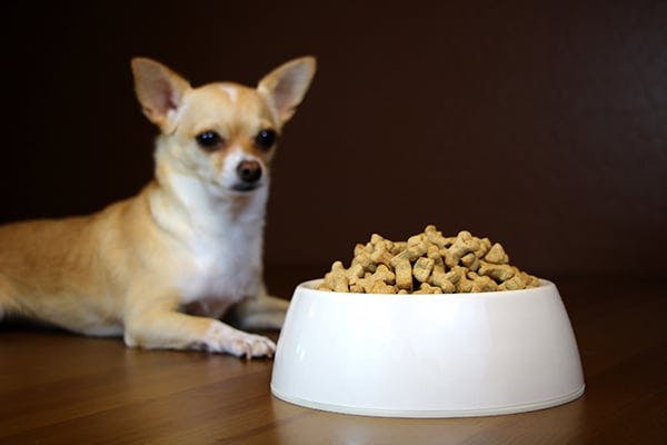 dog treats for dogs with food allergies