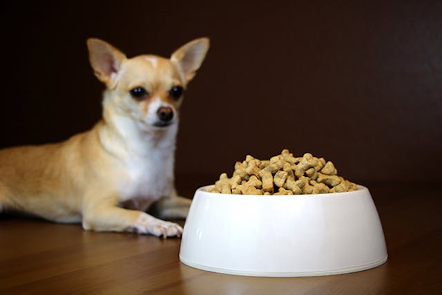 Food Allergies in Dogs | Wag!