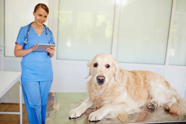 Gallbladder Rupture in Dogs - Symptoms, Causes, Diagnosis, Treatment, Recovery, Management, Cost