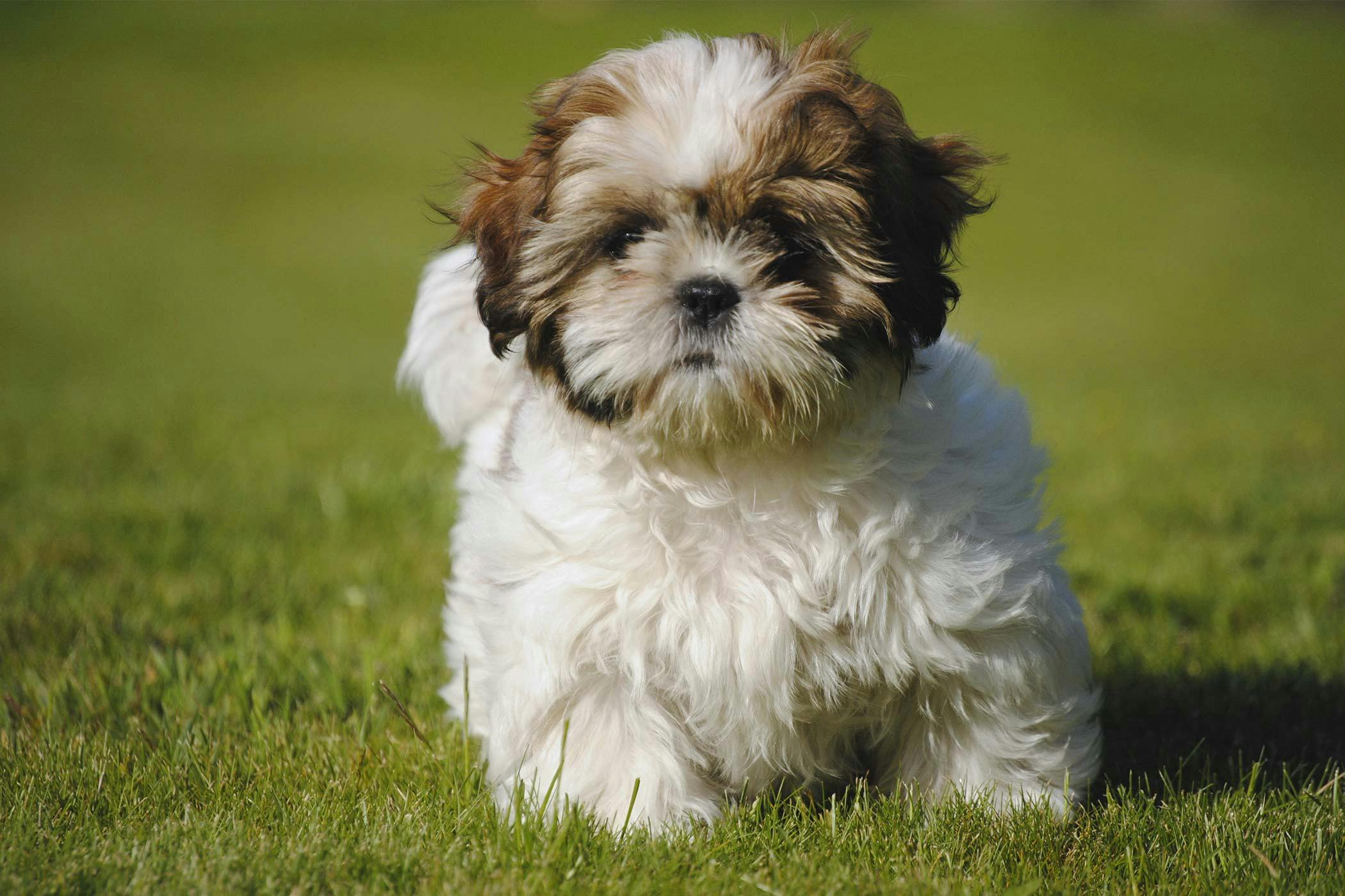 dogs with hair