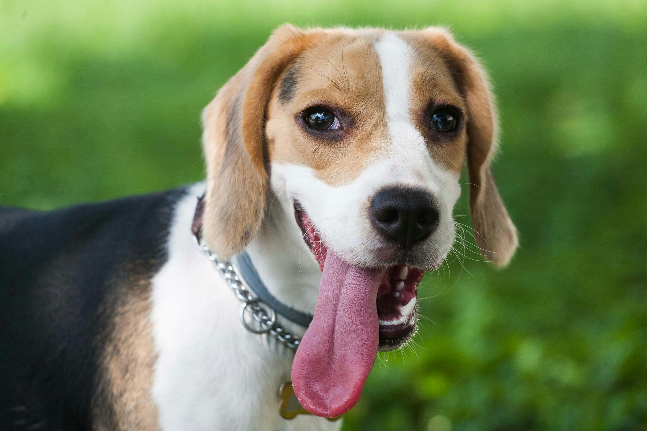 Hanging Tongue Syndrome in Dogs - Symptoms, Causes, Diagnosis