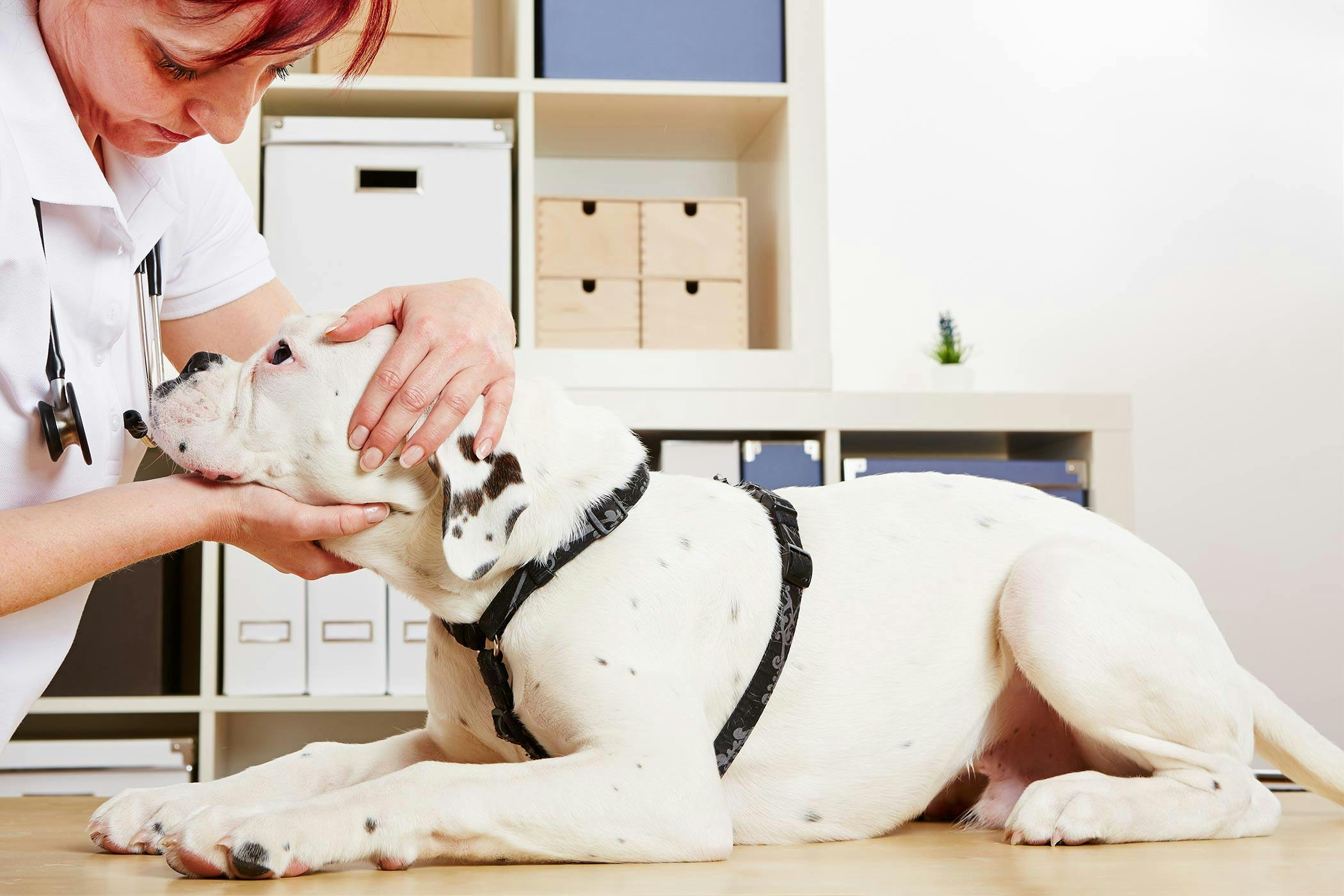 can dogs take human antacids
