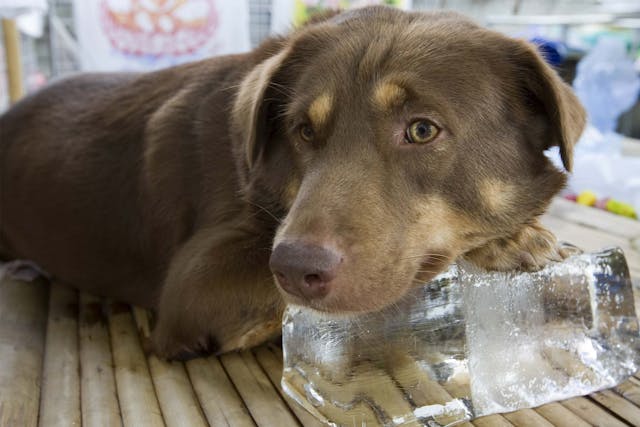 Ice Melts Toxicity in Dogs - Symptoms, Causes, Diagnosis, Treatment, Recovery, Management, Cost