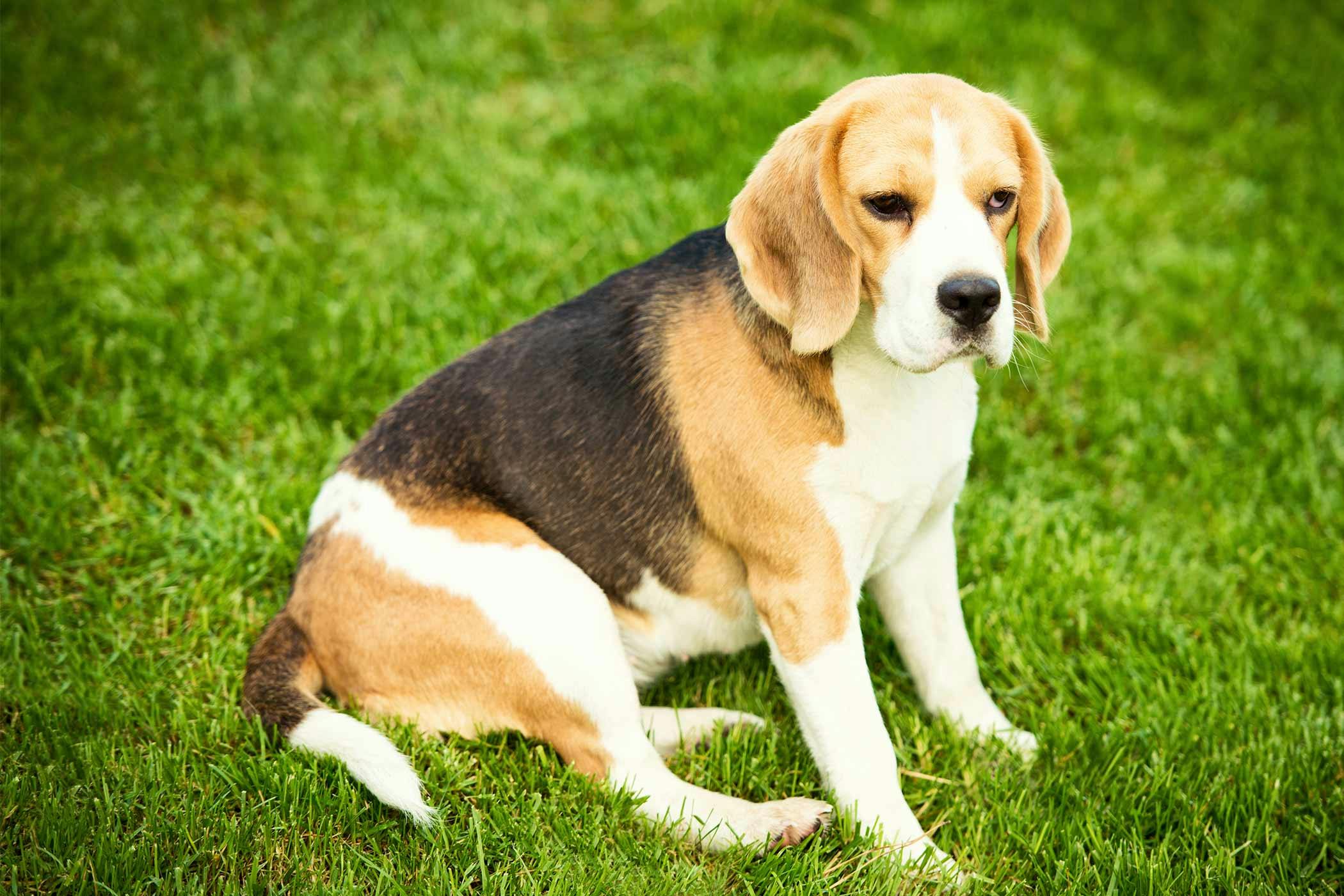 can a undrained anal gland on a dog cause illness