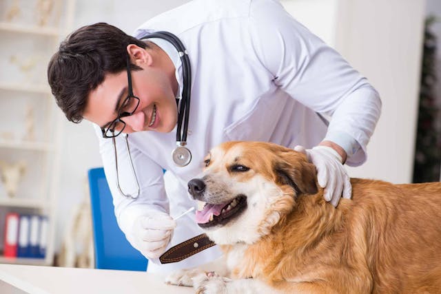 Liver Inflammation (Granulomatous) in Dogs - Symptoms, Causes, Diagnosis, Treatment, Recovery, Management, Cost