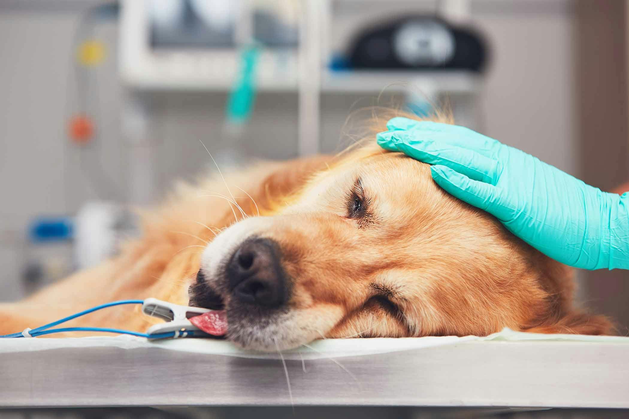 How long do dogs live after being diagnosed with lung cancer