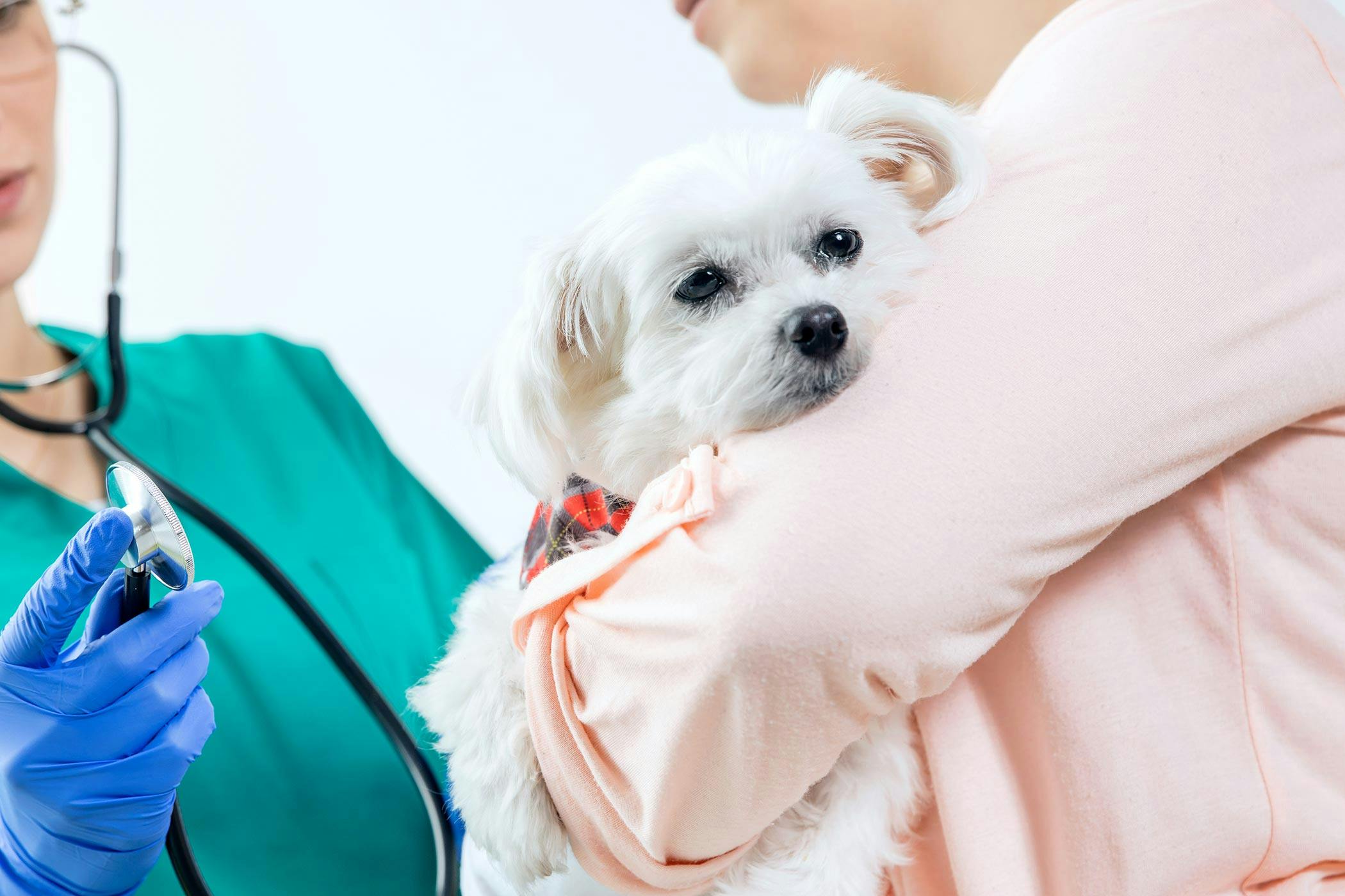 what causes a dogs lymph nodes to swell