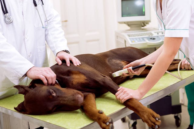 Miscarriage Due to Bacterial Infection (Brucellosis) in Dogs - Symptoms, Causes, Diagnosis, Treatment, Recovery, Management, Cost