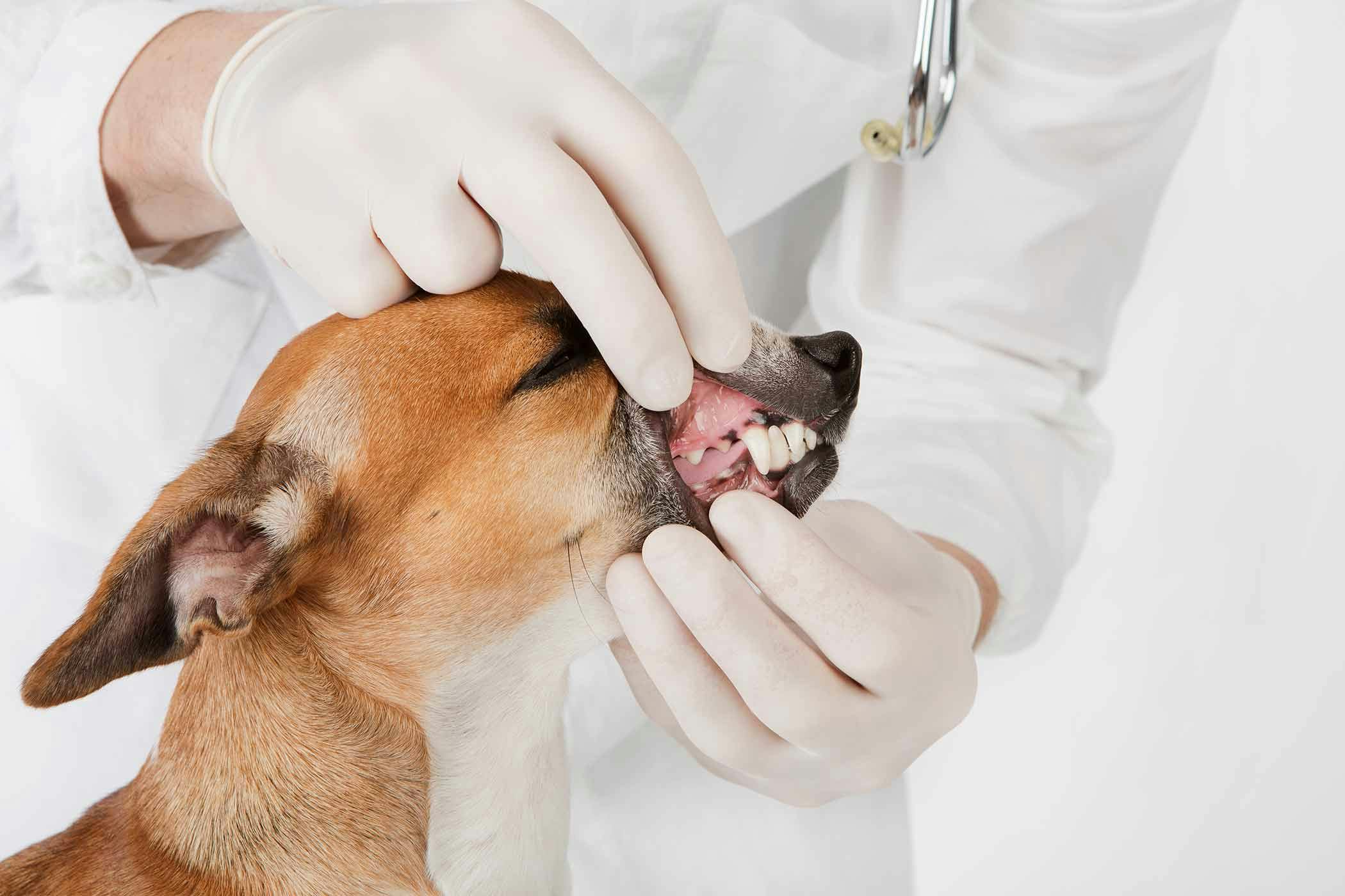 Mouth Cancer Adenocarcinoma In Dogs Symptoms Causes Diagnosis Treatment Recovery Management Cost