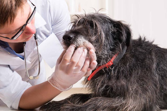 Mouth Cancer (Chondrosarcoma) in Dogs - Symptoms, Causes, Diagnosis, Treatment, Recovery, Management, Cost