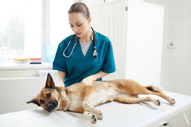 Myelin Deficiency in Dogs - Symptoms, Causes, Diagnosis, Treatment, Recovery, Management, Cost