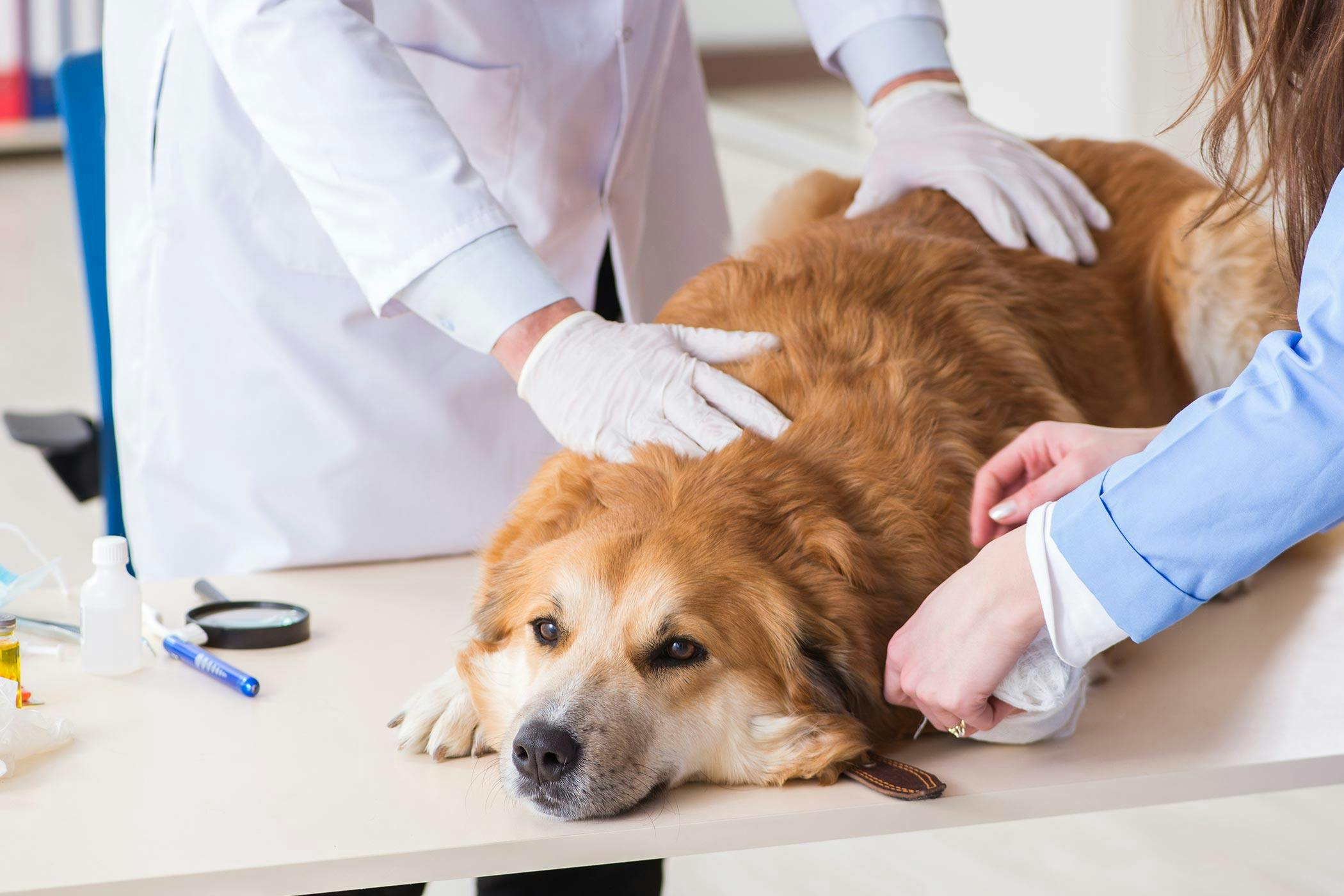 what to give dogs for pain and swelling