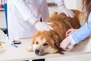 Neck And Back Pain In Dogs Symptoms Causes Diagnosis Treatment 