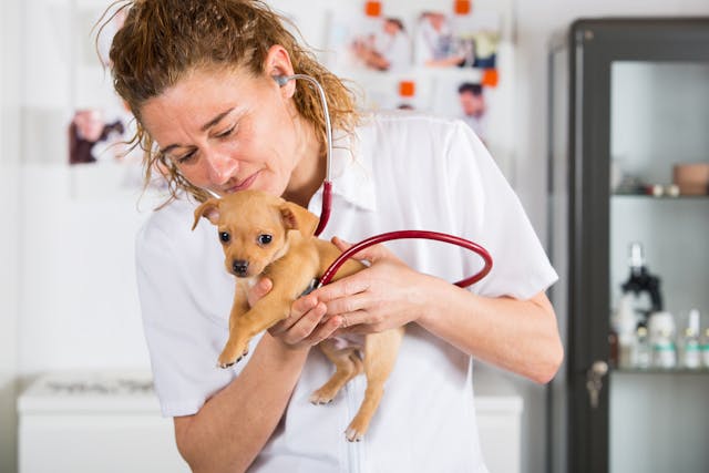 Syringomyelia in Dogs - Symptoms, Causes, Diagnosis, Treatment, Recovery, Management, Cost