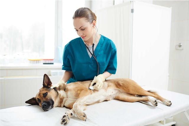 Neurectomy in Dogs - Conditions Treated, Procedure, Efficacy, Recovery, Cost, Considerations, Prevention