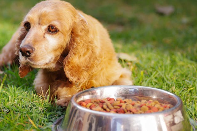 Nutritional Deficiencies (Senior) in Dogs - Symptoms, Causes, Diagnosis, Treatment, Recovery, Management, Cost