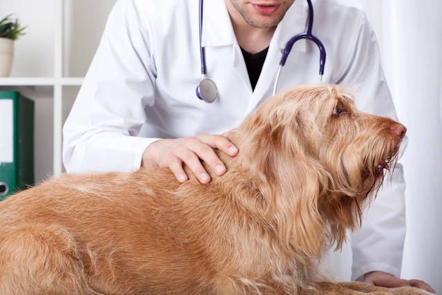 Panhypopituitarism in Dogs - Symptoms, Causes, Diagnosis, Treatment, Recovery, Management, Cost