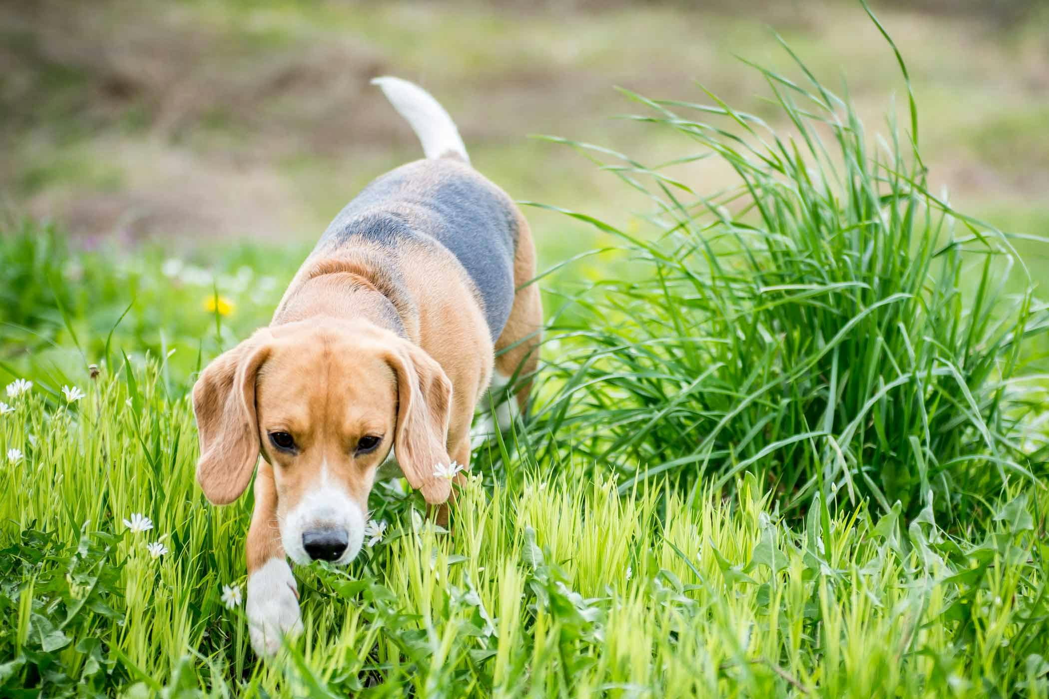 Dog blood shop parasite treatment