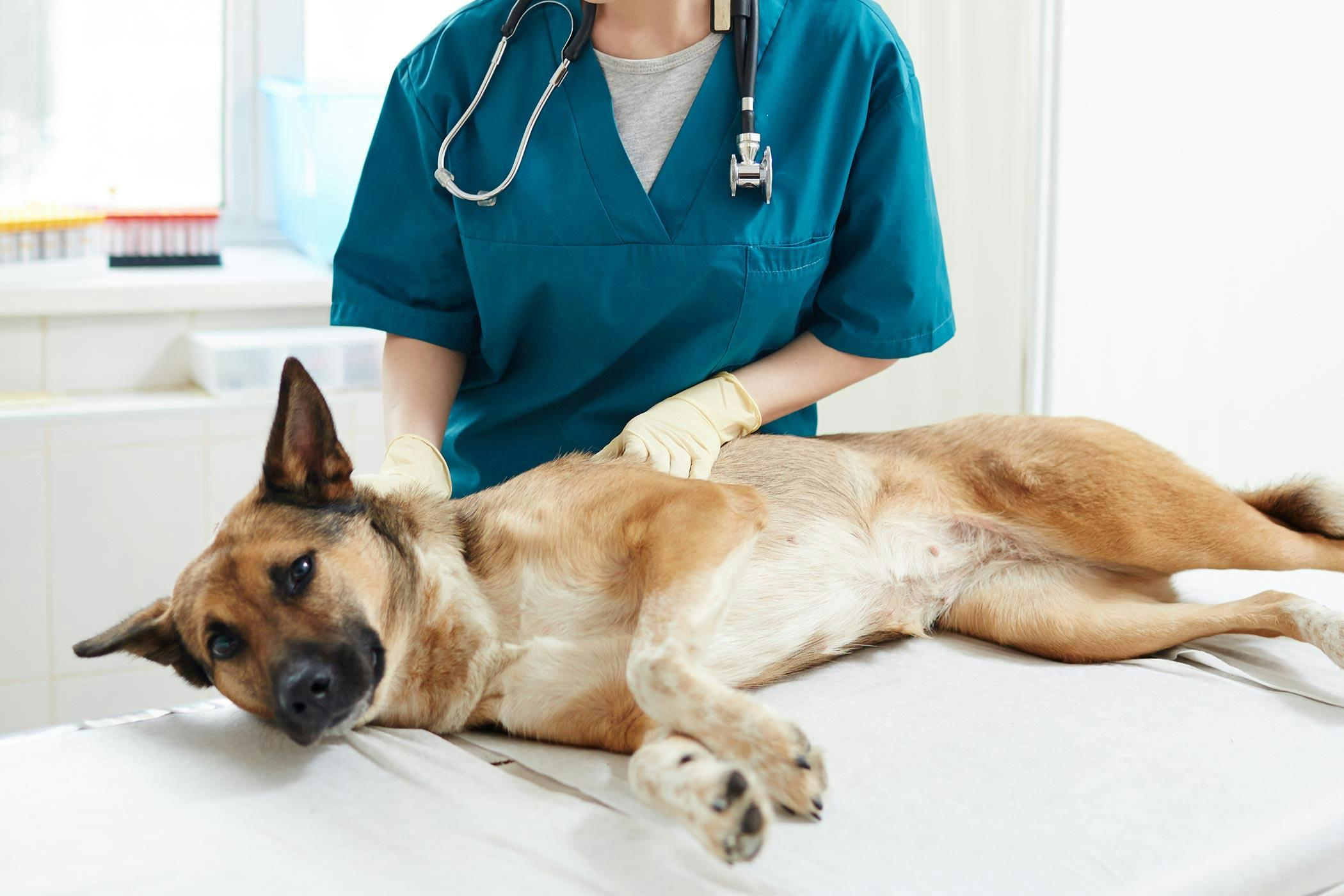 how do dogs get bronchial pneumonia
