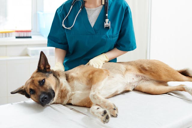 Pneumonia Due to Overactive Immune Response in Dogs - Symptoms, Causes, Diagnosis, Treatment, Recovery, Management, Cost