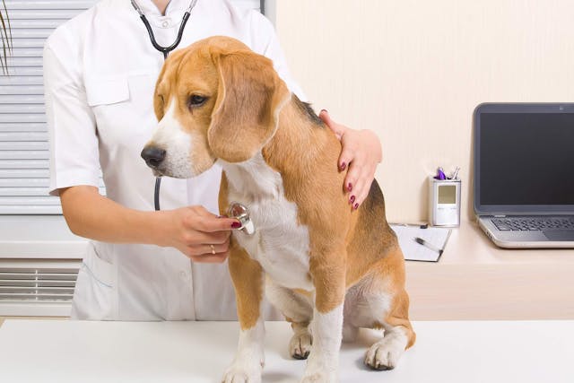 Pneumonia (Fungal) in Dogs - Symptoms, Causes, Diagnosis, Treatment, Recovery, Management, Cost
